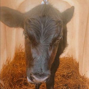 Meet your Posher, Lilly